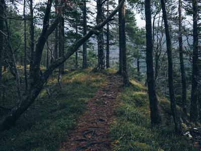 Veterans Support Program